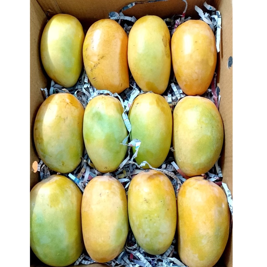 Extra Large Kesar Mangoes 1 Dozen