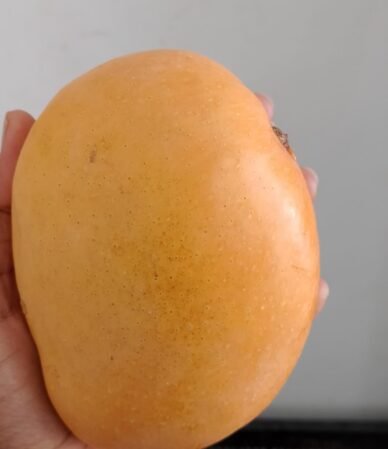 Sweetness You Can Trust. Freshness in Every Bite. Nature's Finest Mangoes. From Farm to Family.